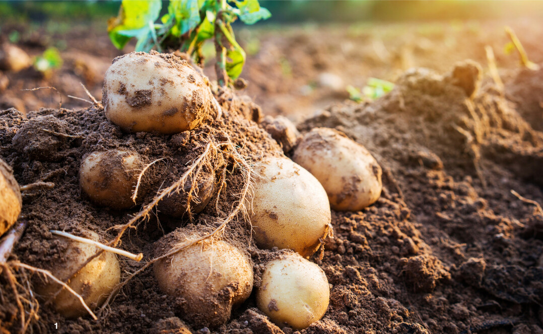 Kartoffeln gehören heutzutage zu unserem Speiseplan dazu.