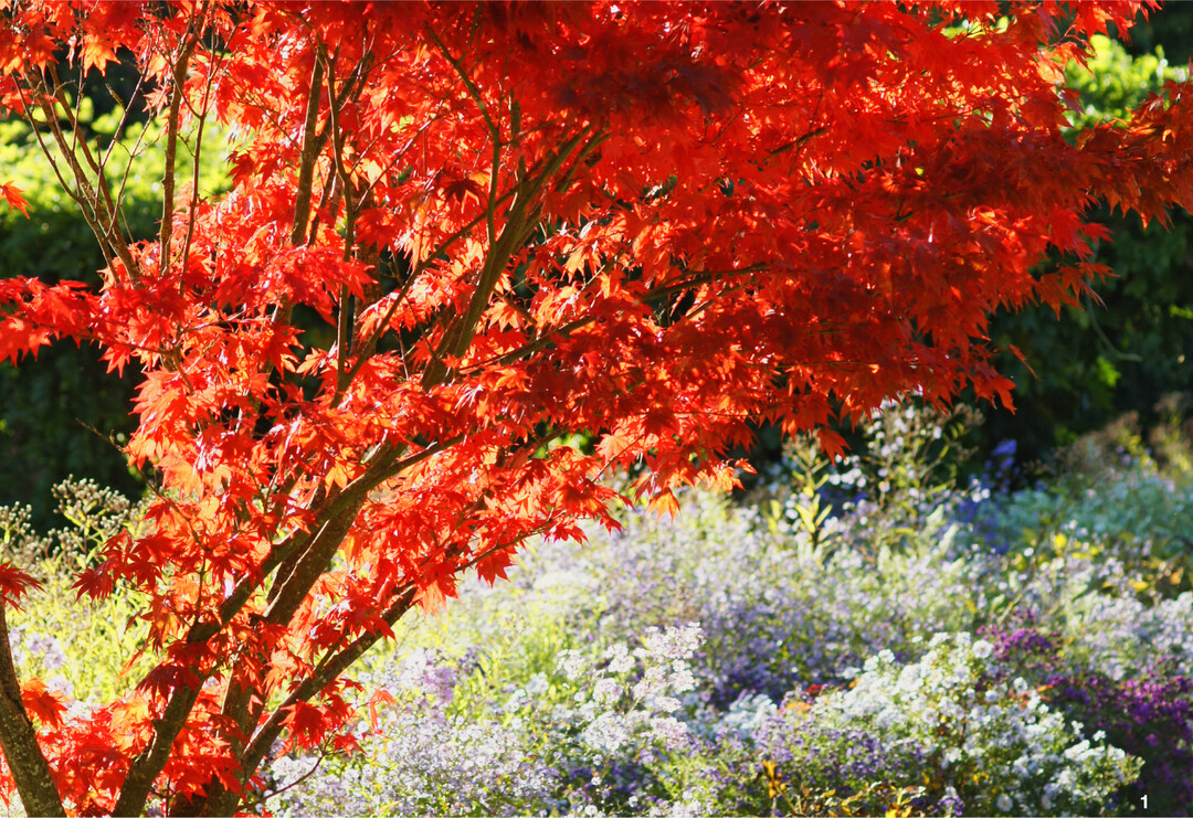 Der Fcher-Ahorn besticht im Garten durch seine Blattform und seine leuchtend-rote Herbstfrbung.