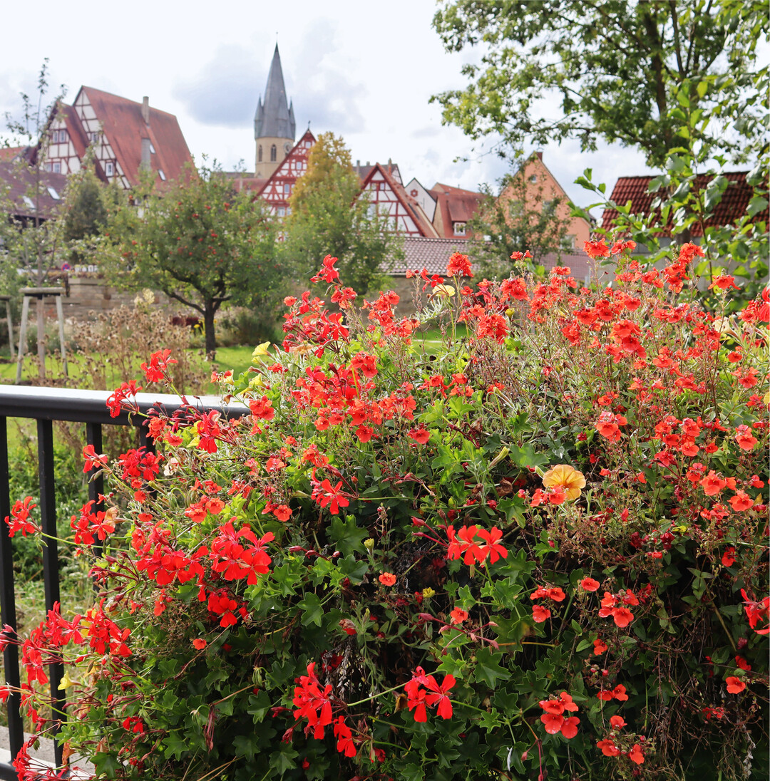 Blühendes Eppingen Am ersten Oktoberwochenende schlossen die beiden Landesgartenschauen in Baden-Württemberg, Neuenburg in Südbaden und Eppingen, ihre Pforten. Die Landesgartenschau Eppingen im Herzen des Kraichgaus (Foto) zählte in den 136 Tagen fast 400.000 Besucher. Von der Kernzone am Flüsschen Elsenz entlang eröffneten sich immer wieder herrliche Ausblicke auf die Stadt und ihre charakteristischen Fachwerkhäuser. Der Sommerflor sorgte auch am Ende noch für intensive Farbtupfer, während an den Apfelbäumen die Früchte um die Wette leuchteten. Wer den drei Kilometer langen Rundweg gemütlich anging, konnte gärtnerisch viel erfahren und gleichzeitig durch die Gassen der kleinen Stadt flanieren. Von Kriegen blieb sie verschont, sodass Fachwerkhäuser aus dem 16. und 17. Jahrhundert das Bild prägen. Anregungen zu naturnahem Gärtnern und Biodiversität kamen auf der Gartenschau nicht zu kurz. Die Eppinger Landfrauen und die Ortsgruppe Eppingen des Bauernverbands Heilbronn-Ludwigsburg ließen die Besucher an der Landwirtschaft und dem Landleben teilhaben. Doris Ganninger-Hauck