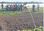 Maschinenvorführung im Freiland: Die Firma Trinkel stellte die traktorgeführte Variante des Babyleaf-Ernters vor, die besonders schonend Schnittsalate einfährt.