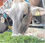 Kühe fressen gerne Grassilagerationen, in die Rapsextraktionsschrot gemischt wird. Das zeigen Versuche am Landwirtschaftlichen Zentrum in Aulendorf.