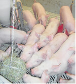 Ab der dritten Aufzuchtwoche gibt es für die Ferkel auf dem Hofgut Neumühle zusätzlich hochwertiges Heu aus einer an der Decke hängenden Metallkugel.