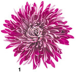 Chrysantheme, mal wuschelig...