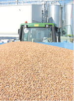 Weizen gibt es regional und international genug. In der Vermarktung kommt es jetzt auf den regionalen Wettbewerb an.