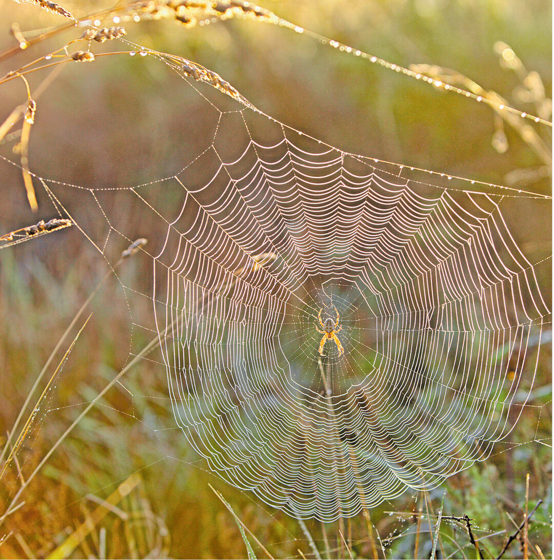bild der woche Das seidig schimmernden Radnetz einer Spinne ist an den Rahmenfäden aufgehängt. Die Speichenfäden werden vom Zentrum nach außen hin sternenförmig aufgespannt. Auf ihnen ordnet die Spinne die Spiral- oder Fangfäden kreisförmig an und behaftet sie mit Leimtröpfchen. Fliegt ein Insekt aufs Netz, bleibt es kleben. Durch seine Befreiungsversuche verwickelt es sich noch mehr in den Fäden. Jetzt hat die Spinne leichtes Spiel. Sie spinnt die Beute vollends ein und saugt sie aus.