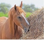 Wenn die Qualität des Futters nicht stimmt, muss der Stallbetreiber dafür geradestehen.