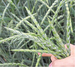 Ertragsstärkste Dinkel-Sorten waren in diesem Jahr Zollernperle und Hohenloher mit jeweils relativ 111 Prozent. In der Gruppe der Emmer schnitt die Sorte Roter Heidfelder mit relativ 106,5 Prozent am besten ab.