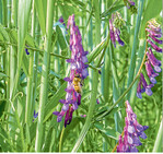 Die Kombination aus Winterroggen und Winterwigge führt zu stabileren Beständen und somit zu verlässlicheren Erträgen.