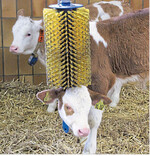 Haltungssysteme müssen den Bedürfnissen der Nutztiere Rechnung tragen beispielsweise mit Beschäftigungsmaterial.