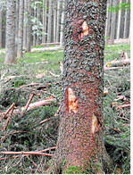 Rindenschäden bei der Holzernte sind kein schöner Anblick. Entwertungen beim Holz sind vorprogrammiert.