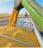 Die Europäische Union braucht in diesem Wirtschaftsjahr Mais aus Drittländern, um die Versorgung des Binnenmarkts zu sichern.