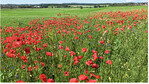 Im ersten Jahr eines neuangesäten Blühstreifens tauchen Klatschmohn und Kornblume auf.
