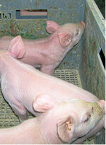 Transport der Ferkel in einer Kiste zum Narkosegerät.