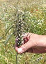 Die Anbaufläche für Durum (Hartweizen) in Deutschland nimmt stetig zu.