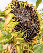 Bei der Sonnenblumenernte gilt es einige Punkte zu beachten, um Verlusten vorzubeugen.