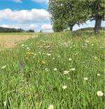 Blühstreifen sollten mindestens fünf Meter breit sein.