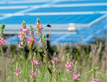 Artenvielfalt im Solarpark.