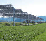 Doppelnutzung steigert den Gesamtertrag auf der Fläche.