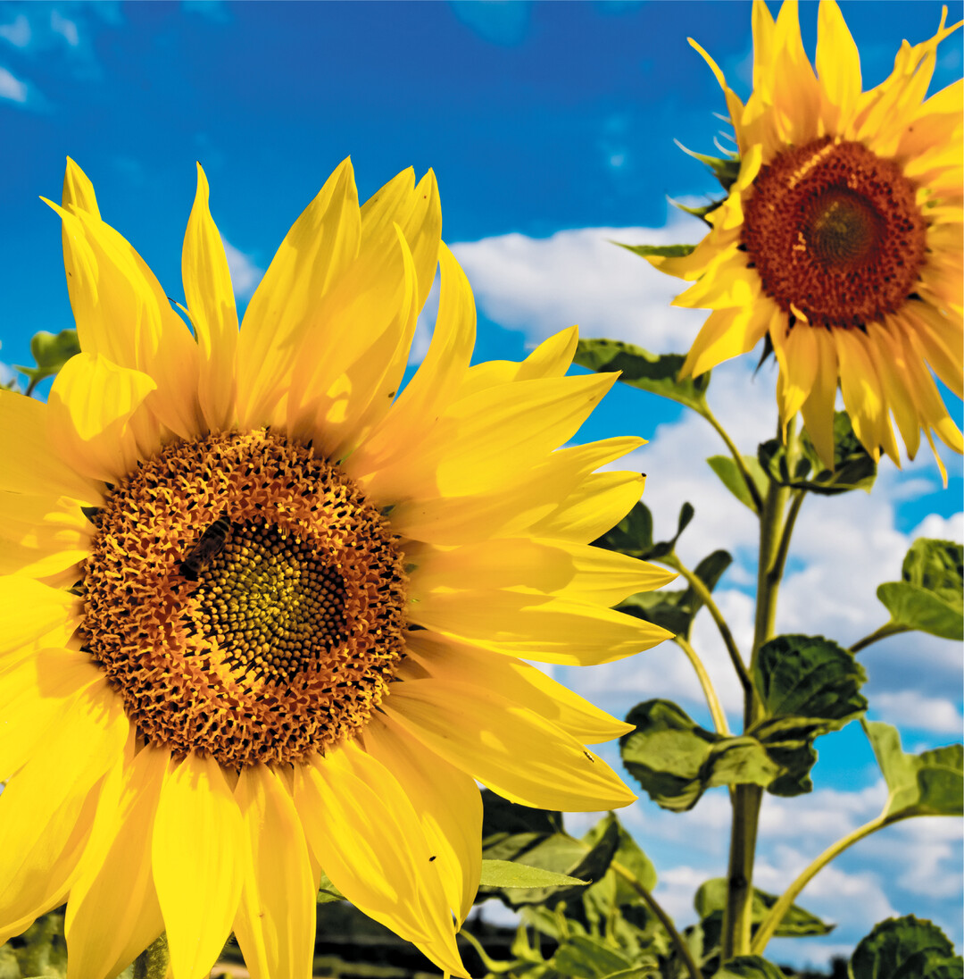 Das Öl aus Sonnenblumenkernen schmeckt mild bis neutral und ist in der Küche vielseitig einsetzbar zum Dünsten, Kochen, Backen und für Salate. Besonders hitzestabil sind High-Oleic (HO)-Bratöle. Die speziell dafür gezüchteten Sonnenblumensorten enthalten sehr viel mehr Ölsäure als die Ursprungspflanzen.