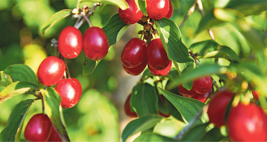 Kornelkirschen sind unkomplizierte Früchtelieferanten", die ihre Besitzer im Herbst mit einer wahren Fülle beschenken. Wie gut, dass die Früchte vielfältig zu verarbeiten sind.