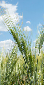 Durum ist derzeit knapp auf dem Weltmarkt. Daher lassen sich mit dem Hartweizen gute Preise erzielen.