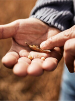 Sojabohnen bestimmen den weltweiten Preistrend von Ölsaaten. Zum Jahreswechsel dürfte das der Raps wieder spüren.