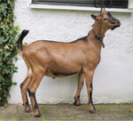 Der teuerste Bock aus Baden-Württemberg von Thomas Birmelin.