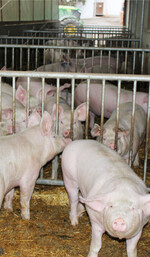 Müllerfleisch will die regionale Erzeugung unterstützen und sagt den schweinehaltenden Betrieben Unterstützung zu.