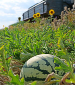 Regionale Wassermelone, hier auf dem Acker der Pflugfelders bei Möglingen, finden die Leute spannend.