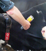 Die Blauzungenkrankheit kann bei Wiederkäuern zu schwerwiegenden Erkrankungen bis hin zu Todesfällen und großen wirtschaftlichen Einbußen führen.