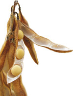 Bei den Ölsaaten Raps und Sojabohnen herrscht derzeit kein Mangel. Die stagnierende Sojanachfrage deutet einen Nachfragerückgang an.