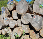 Am Holzmarkt sind die Unsicherheiten groß. Die Säger können ihre Preise schwer kalkulieren, Waldbesitzer nutzen die boomende Brennholznachfrage für den Absatz: