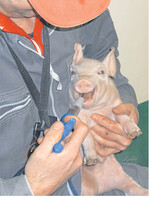 Ein Ferkel erhält ein homöopathisches Präparat über eine Spritze ins Maul.