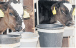 Kälber bekommen oft zu wenig Milch. Sie sollten drei Mal täglich drei Liter Milch aufnehmen.