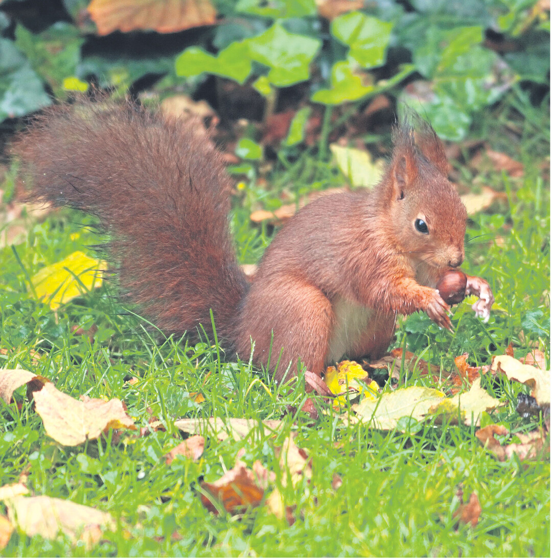 Die flinken Eichhörnchen sammeln jetzt fleißig Nüsse als Vorrat für den Winter und verbuddeln sie im Boden. Damit sie ihre "Lagerware" wieder finden, hilft ihnen ihr gut ausgeprägter Geruchssinn. Aber manches Versteck bleibt dann doch unentdeckt. Dann keimen die Samen im Frühjahr aus und tragen zur Verjüngung des Waldes bei.