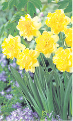 Bereits von Weitem leuchten die gefüllten Blüten der Narzisse ‘Sweet Pomponette’.