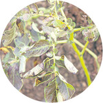 Das Gerät der Firma Hoaf bei der Vorführung auf dem Versuchsfeld in Donaueschingen.