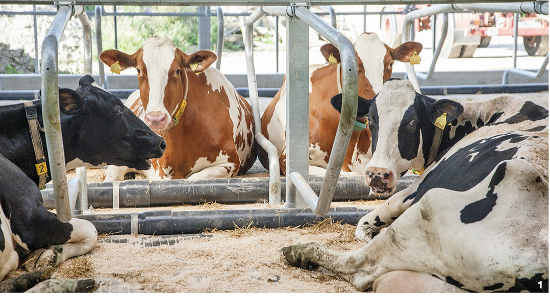 Fühlen sich die Kühe im Stall wohl, ist eine wichtige Voraussetzung für ihre Gesundheit erfüllt.