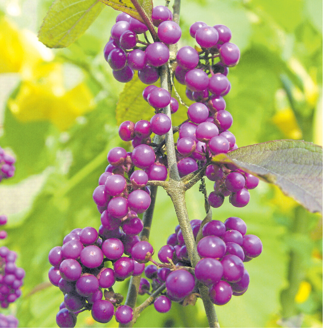 Mit unzähligen violetten Früchtchen, wie kleine Perlen in den Zweigen hängend, so schmückt sich im Herbst der „Liebesperlenstrauch". Auch Schönfrucht heißt übersetzt der botanische Gattungsname Callicarpa. Die Sträucher sind ursprünglich in Asien, Australien und Amerika beheimatet. In unseren Gärten erfreuen die glänzenden Liebesperlen noch nach dem Fall des gelb bis orange gefärbten Laubes, oft bis in den Winter. Aber Vorsicht, sie sind giftig!