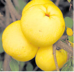 Die reifen Früchte enthalten viel Vitamin C.