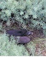 Mit der Farmbird Hofdrohne von lassen sich Wildschäden dokumentieren und vermessen.