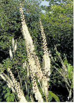 In den duftigen Blütenständen fängt sich das Licht der tief stehenden Herbstsonne.