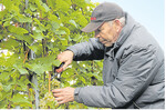 Heinz Munder erntet Rieslingtrauben unterhalb der Grabkapelle auf dem Württemberg.