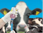 Vorbeugende Impfungen gegen ansteckende Rinderkrankheiten fördern die Biosicherheit auf den Betrieben.