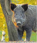 Die ASP ist für Menschen nicht gefährlich, in rohen Schweineprodukten überlebt das Virus.