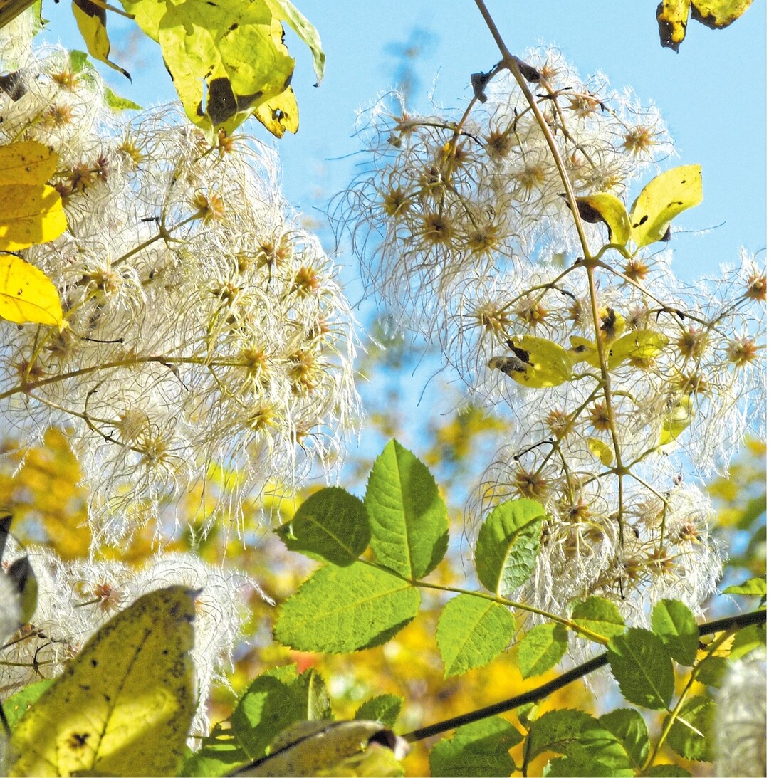 Die Gewöhnliche Waldrebe (Clematis vitalba) gehört zu den Hahnenfußgewächsen. Als Kletterpflanze (Liane) kann sie sich mit ihrer bis zu sechs Zentimeter dicken Sprossachse bis zehn Meter hoch um Bäume winden. Die schwanzartig verlängerten, lang behaarten Griffel der Blüte dienen als Flugorgan zur Verbreitung der Samen. In herbstlichen Gestecken sehen die filigranen Büschel sehr dekorativ aus. Tipp: Damit die Haare nicht davonfliegen, einfach mit Haarspray festigen.