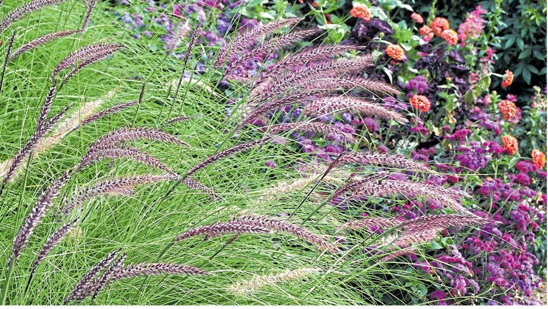 Pennisetum setaceum Pegasus: Ideal in Kombination mit den leuchtenden Blüten der Sommerblumen.