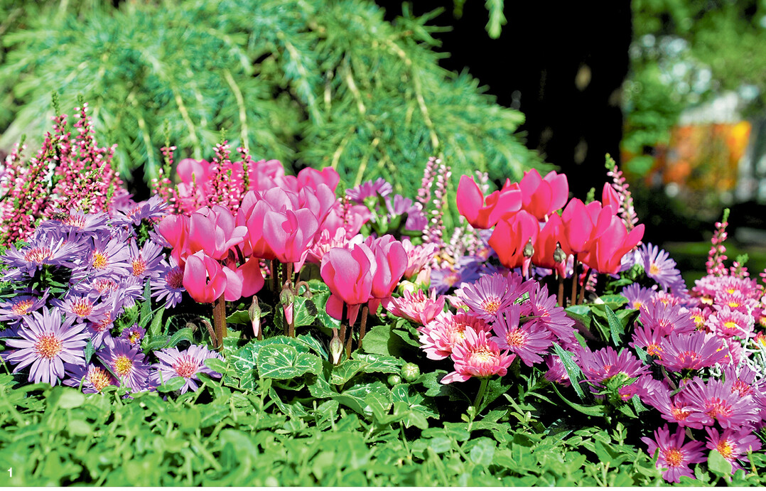 Alpenveilchen und Herbstastern in verschiedenen Farben sorgen auf diesem modernen Beet für viel Farbe.