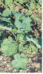 Bei weit entwickelten Rapsbeständen kann eine Einkürzung sinnvoll sein, um die Winterhärte zu verbessern.