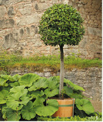 Ein Lorbeerstrauch kann bis Winterbeginn im Freien stehen.